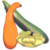 glossary_s/veg-squashes-summer.GIF