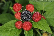 glossary_t/Thimbleberry.jpg