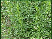 glossary_t/herb-tarragon.jpg