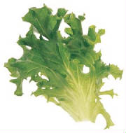 glossary_t/lettuce-Tango.jpg