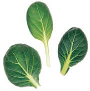 glossary_t/lettuce-TatSoi.jpg