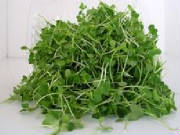 glossary_t/lettuce-tatsoi-micro.jpg