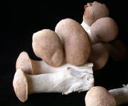 glossary_t/veg-mushroom-TrumpetRoyale.jpg