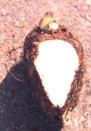 glossary_t/veg-taro.jpg