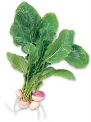 glossary_t/veg-tursnip-mini.jpg