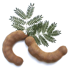 glossary_t/fruit-tamarind.gif