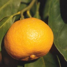 glossary_t/fruit-tangerine.jpg