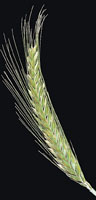 glossary_t/seed-Triticale-flower.jpg