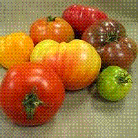 glossary_t/veg-tomatoe-heirloom.GIF