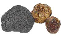 glossary_t/veg-truffles.JPG