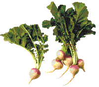 glossary_t/veg-turnips.GIF
