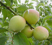 glossary_u/fruit-ume.GIF