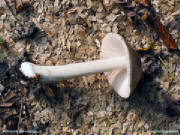 glossary_v/veg-mushroom-volvariella.jpg