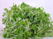 glossary_w/lettuce-wasabi-micro.jpg