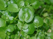 glossary_w/lettuce-watercress.jpg