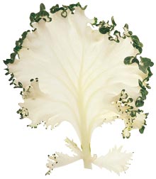 glossary_w/lettuce-WhiteNagoya.jpg