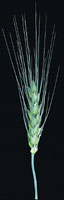 glossary_w/seed-Wheat-flower.jpg