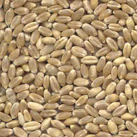 glossary_w/seed-Wheat-seeds.jpg