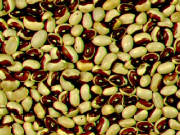 glossary_y/bean-YellowEyeBean.jpg