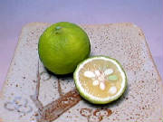 glossary_y/fruit-yuzu.jpg