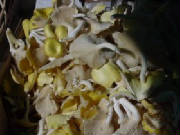 glossary_y/veg-mushroom-YellowOyster.jpg