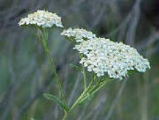 glossary_y/yarrow_common.jpg