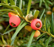 glossary_y/yew_fruit.jpg