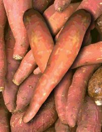 glossary_y/veg-Yam.jpg