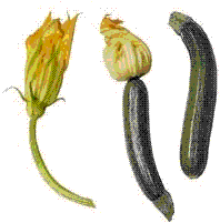 glossary_z/fruit-zucchini.GIF