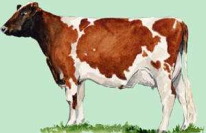 races_vaches/Allemagne_vaches_german-redpied.jpg