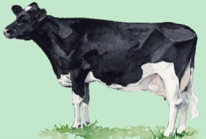 races_vaches/Belgique_vaches_pie-noire.jpg