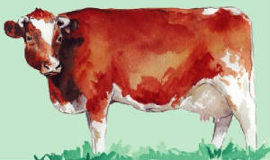 races_vaches/Belgique_vaches_pie-rouge.jpg