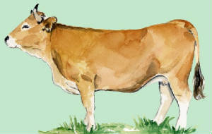 races_vaches/Espagne_vaches_asturiana.jpg