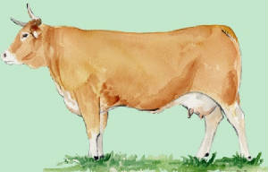 races_vaches/Espagne_vaches_rubia.jpg