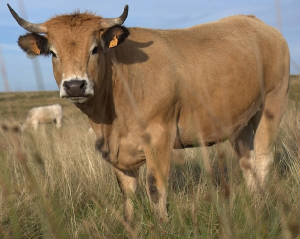 races_vaches/France_vaches_Aubrac.jpg