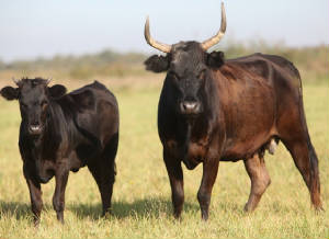 races_vaches/France_vaches_Camargaise.jpg