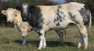 races_vaches/France_vaches_blanc_bleu.jpg