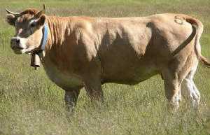 races_vaches/France_vaches_blonde_aquitaine.jpg