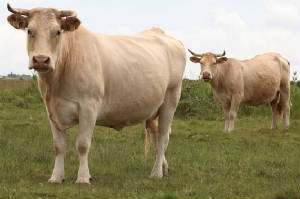 races_vaches/France_vaches_charolaise.jpg