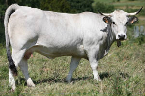 races_vaches/France_vaches_gasconne.jpg