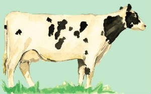 races_vaches/France_vaches_primholstein.jpg