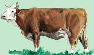 races_vaches/France_vaches_simmental_1.jpg