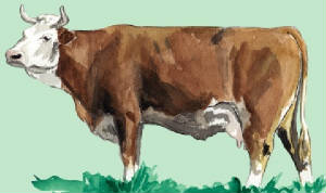 races_vaches/Italie_vaches_simmental.jpg