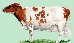 races_vaches/uk_vaches_ayrshire.jpg