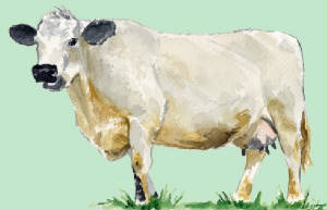 races_vaches/uk_vaches_british_white.jpg