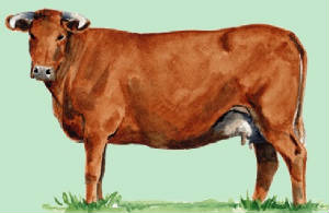 races_vaches/uk_vaches_devon.jpg