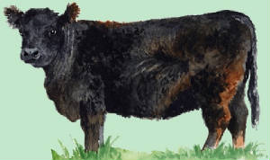 races_vaches/uk_vaches_galloway.jpg