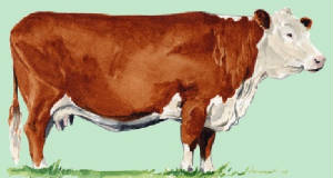 races_vaches/uk_vaches_hereford.jpg