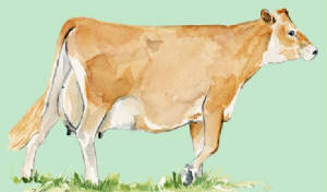 races_vaches/uk_vaches_jersey.jpg