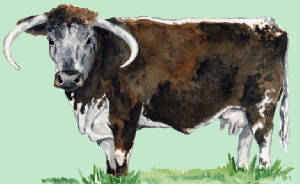 races_vaches/uk_vaches_longhorn.jpg